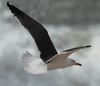 1cy fuscus in August, ringed in Finland. (81365 bytes)